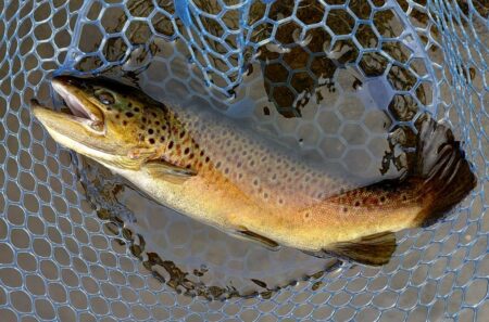 フライメインでルアーを少し ～岡崎トラウトポンド～